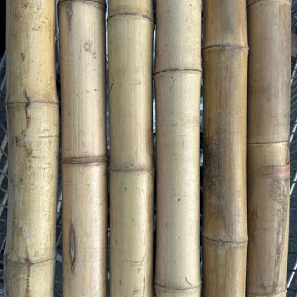 2"-3" Thick Bamboo Poles -  12 1/2'
