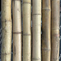 2"-3" Thick Bamboo Poles -  12 1/2'