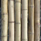 2"-3" Thick Bamboo Poles -  12 1/2'
